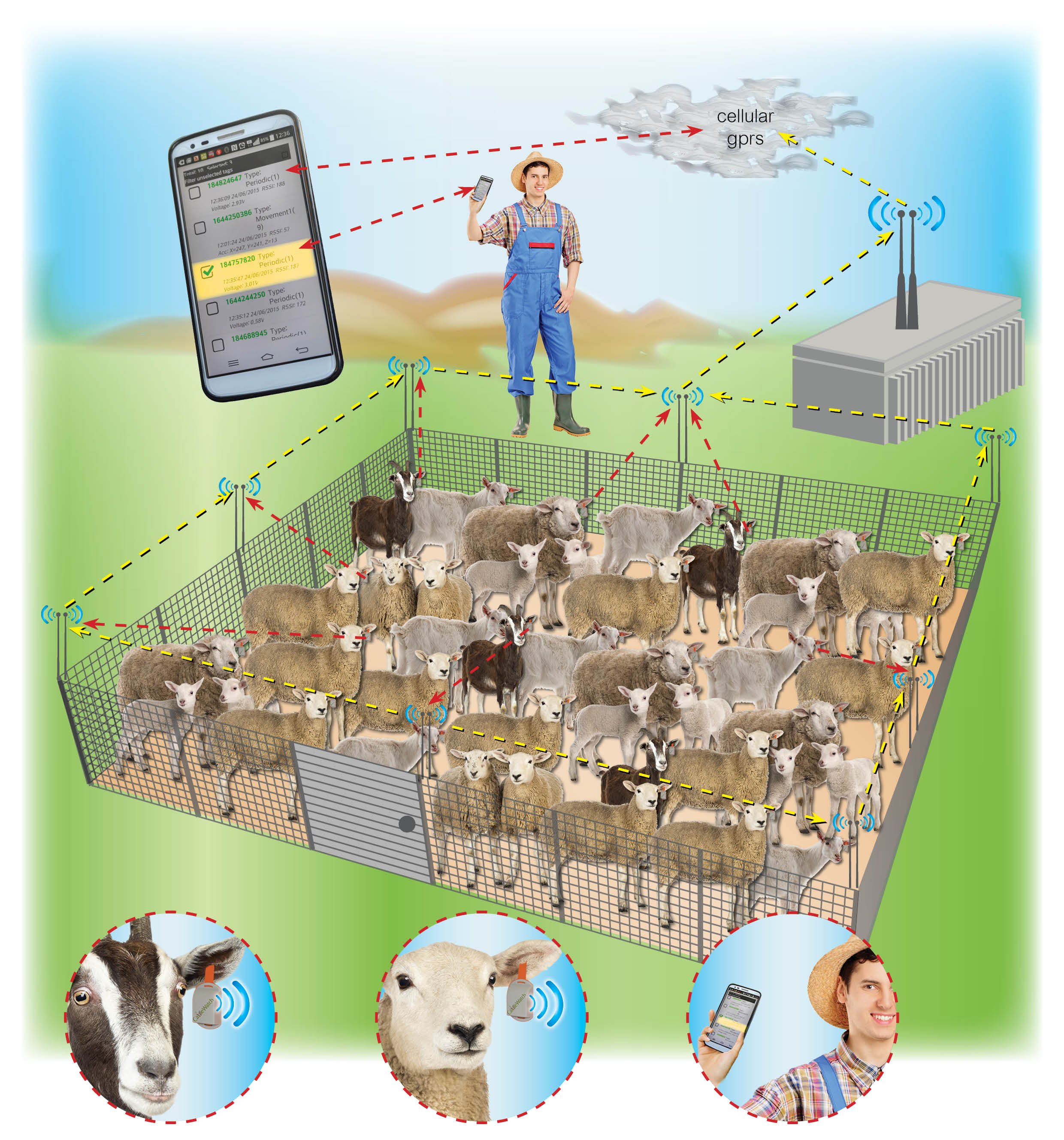 Telef Nica Partners With Cattle Watch Providing Iot Connectivity Solutions To The Cattle