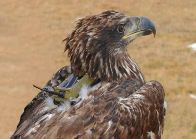 Microwave Telemetry selects Telenor Connexion for global wildlife tracking