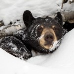 Digi helps Wildlife Research Institute study bear hibernation with remote monitoring solution