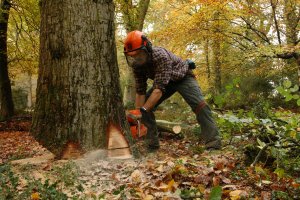 Global Telesat Communications awarded contract with UK’s Forestry Commission for emergency response system
