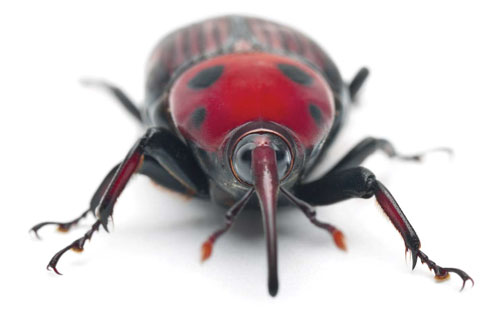 Case Study: Attack of the invaders – how IoT technology is helping stop harmful pests