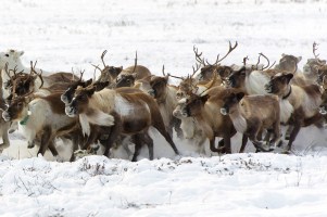New Globalstar satellite IoT solution safeguarding reindeer in Nordics and beyond