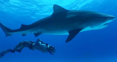 Internet of sharks: Virtual Reality gets up close and personal with Hammerheads and Tigers