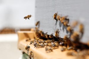 How IoT has enabled the monitoring of bees in Chile: an agritech case study