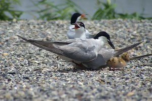 Hikvision, One Planet Foundation protect migratory birds with AIoT technology