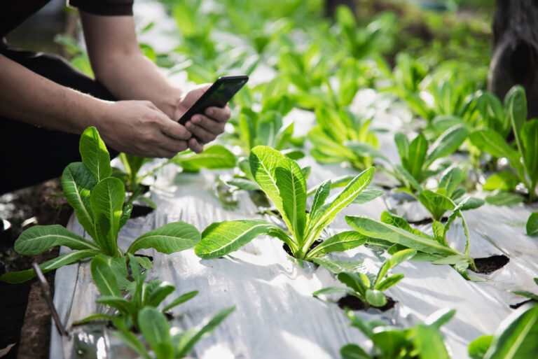 From remote pastures to satellite-connected fields: Why LoRaWAN is essential for smart agriculture
