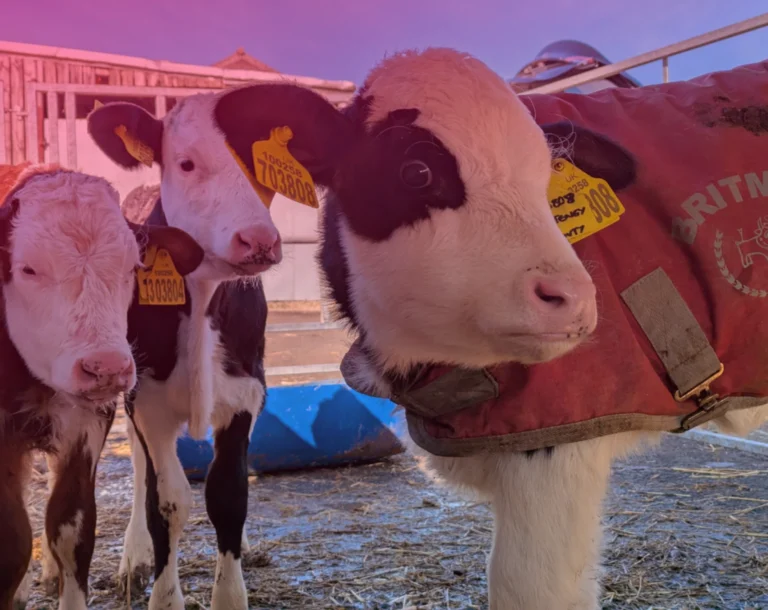 West Sussex advances smart livestock monitoring with Pneumonitor and Boldyn Networks’ private 5G